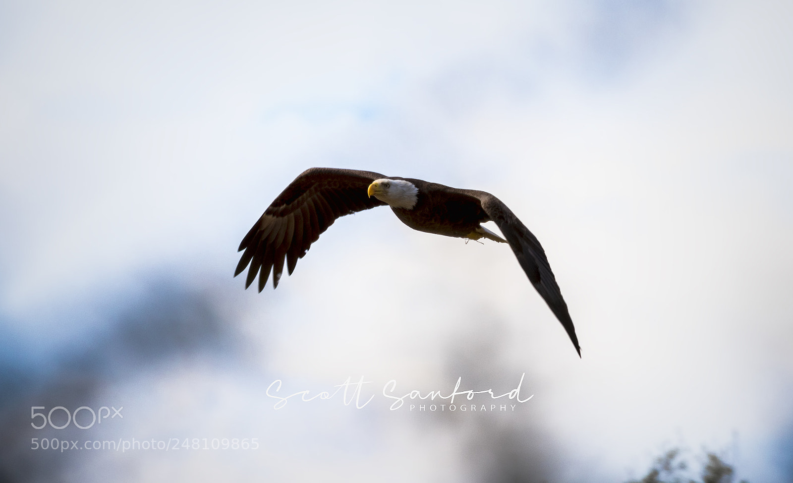 Canon EOS 80D sample photo. Bald eagle 02 photography