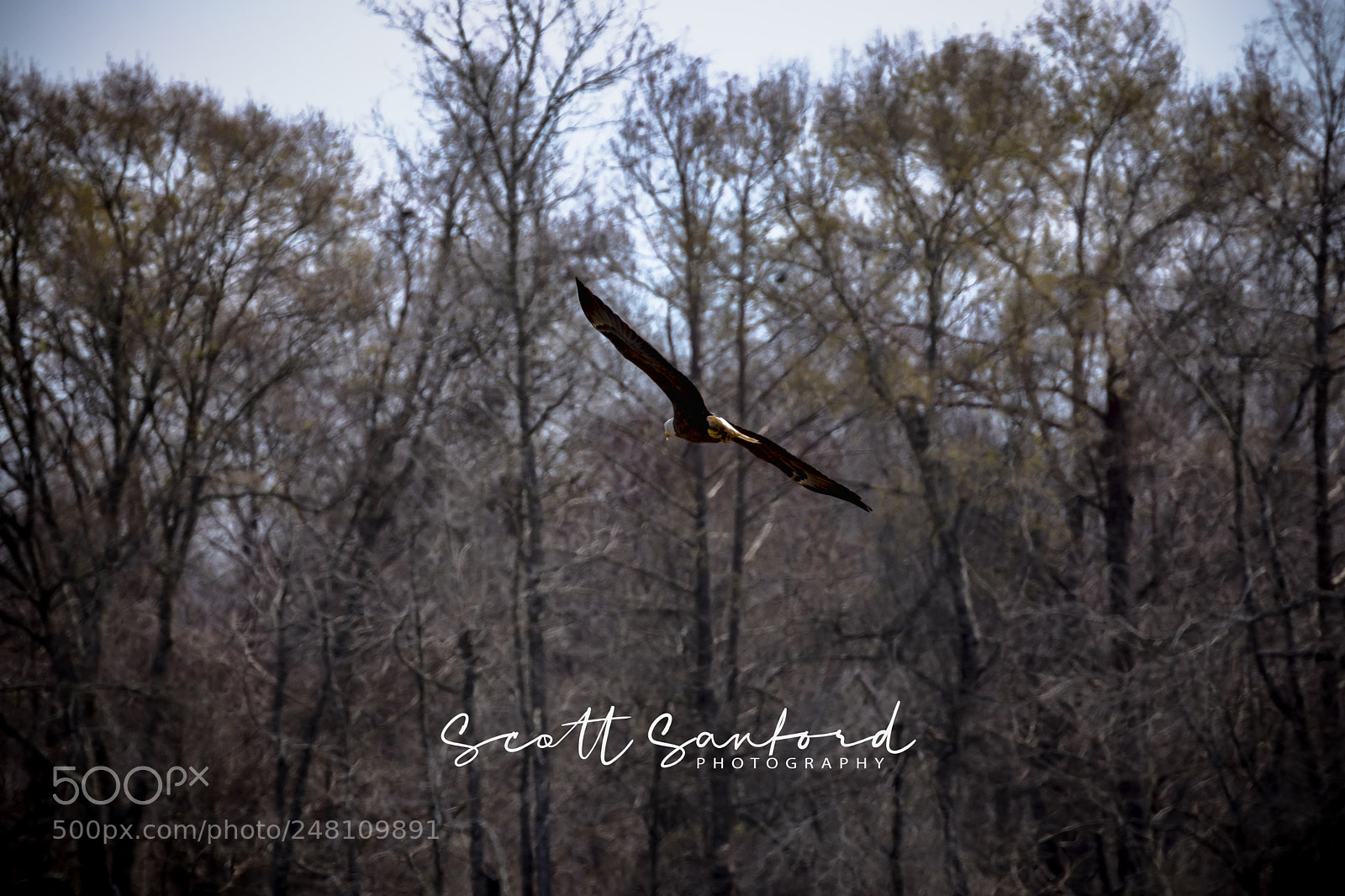 Canon EOS 80D sample photo. Bald eagle 03 photography