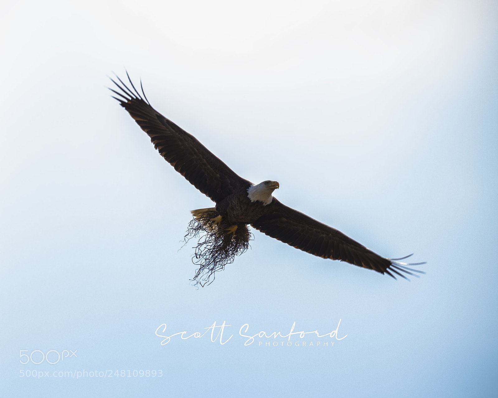 Canon EOS 80D sample photo. Bald eagle 04 photography
