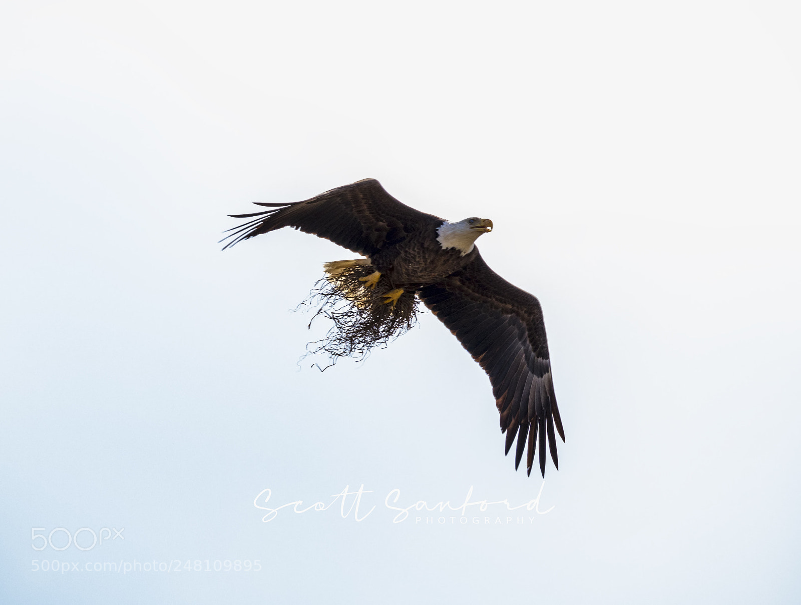 Canon EOS 80D sample photo. Bald eagle 05 photography