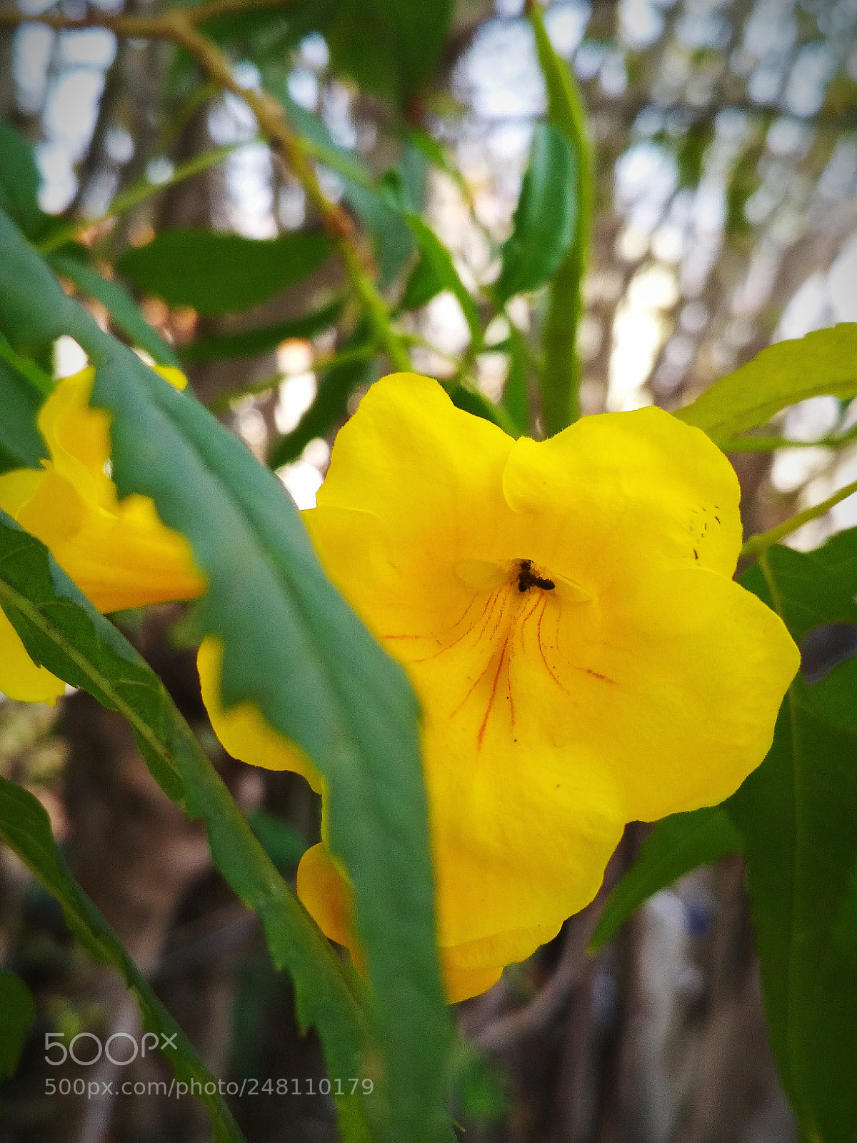 Xiaomi Redmi 4 Pro sample photo. Untitled photography