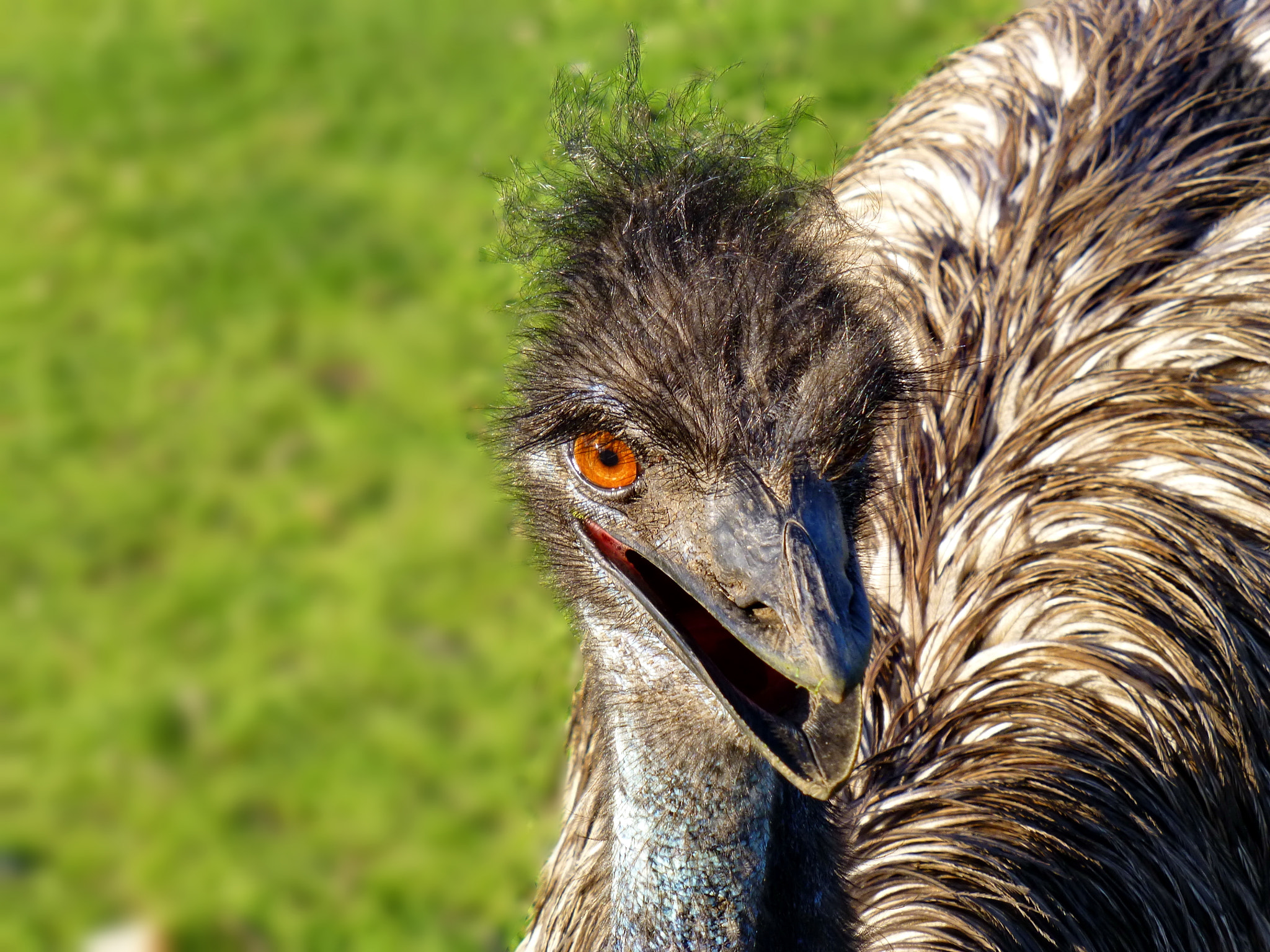 Panasonic DMC-ZS19 sample photo. Ostrich smile photography