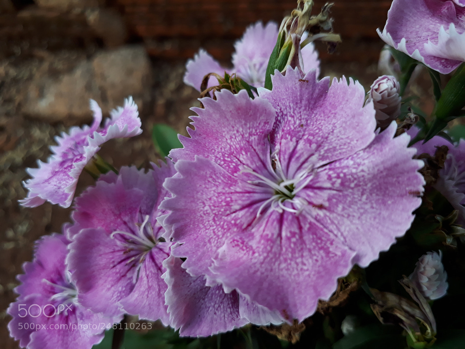 Samsung Galaxy J7 Prime sample photo. Untitled photography