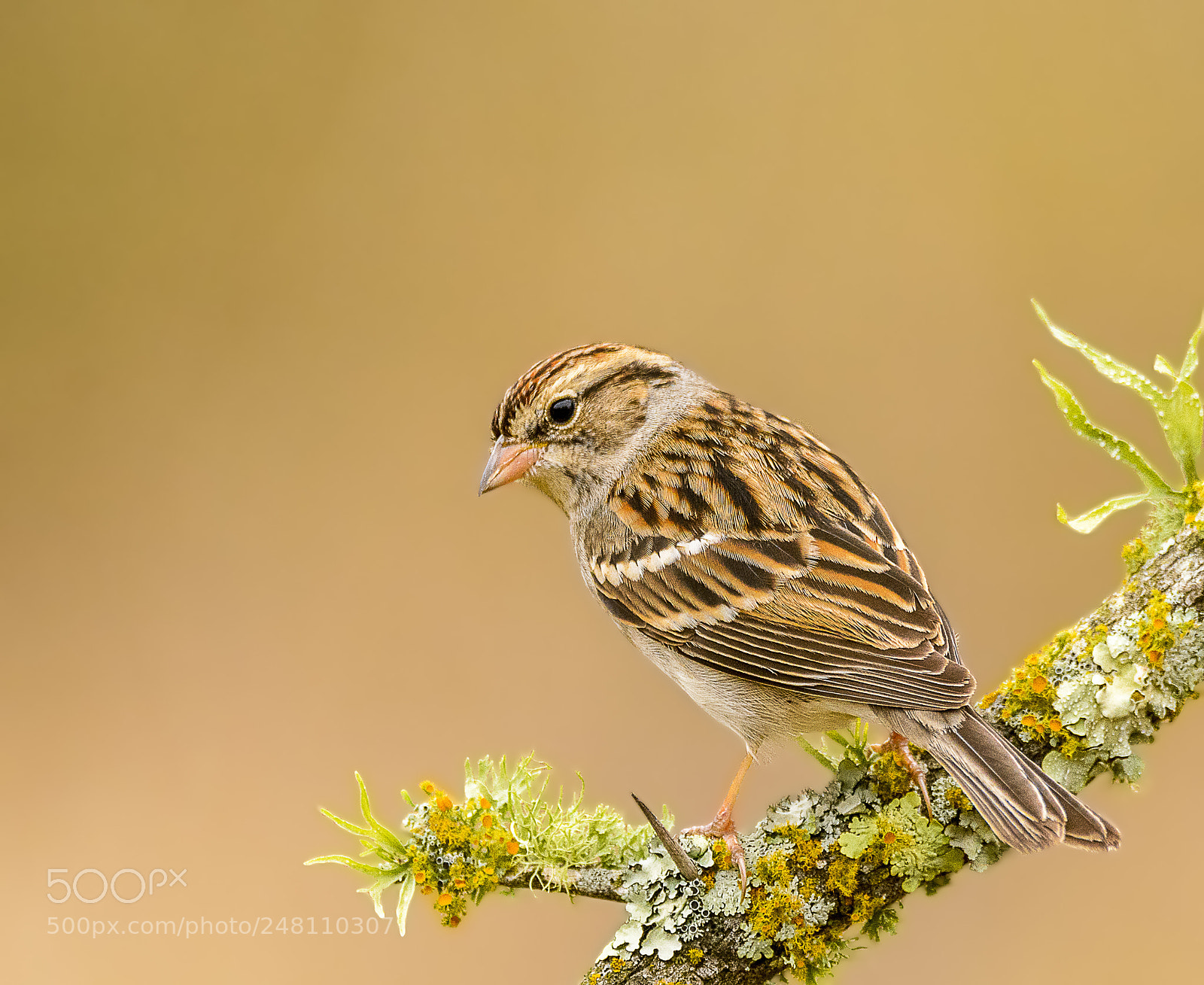 Nikon D7100 sample photo. Chipping sparrow photography