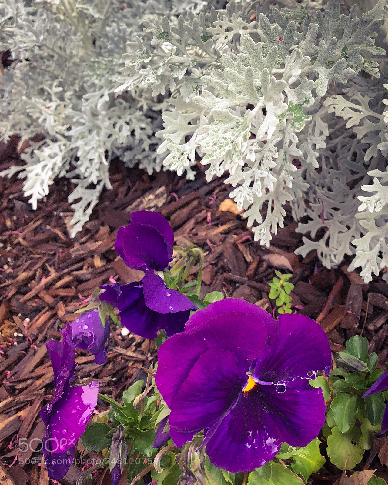 Apple iPhone 8 Plus sample photo. Rainy day pansies among photography