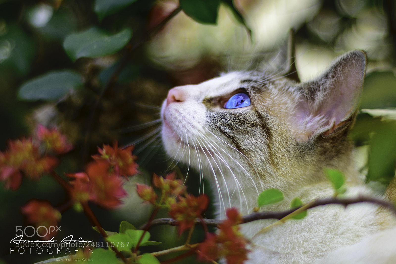 Nikon D5300 sample photo. Monkustrap photography