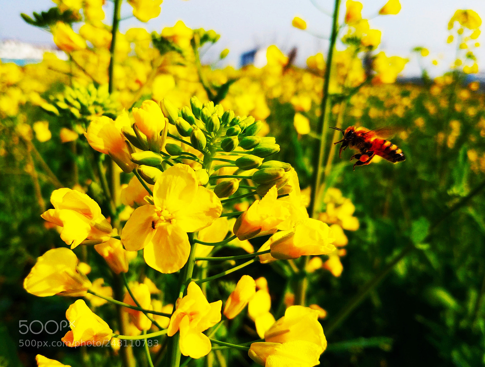 Xiaomi MIX 2 sample photo. Bee is flying in photography