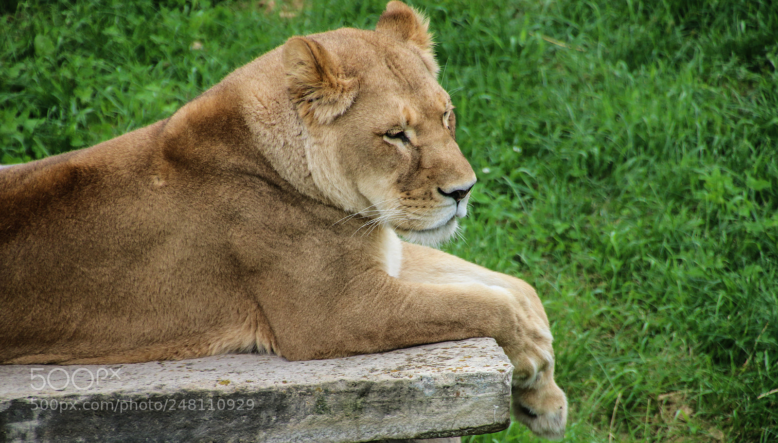 Canon EOS 70D sample photo. Lioness of the day photography