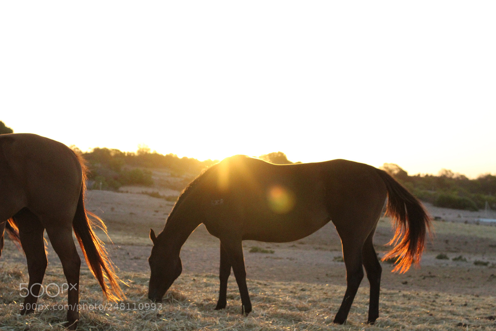 Canon EOS 1300D (EOS Rebel T6 / EOS Kiss X80) sample photo. Sunset horse photography