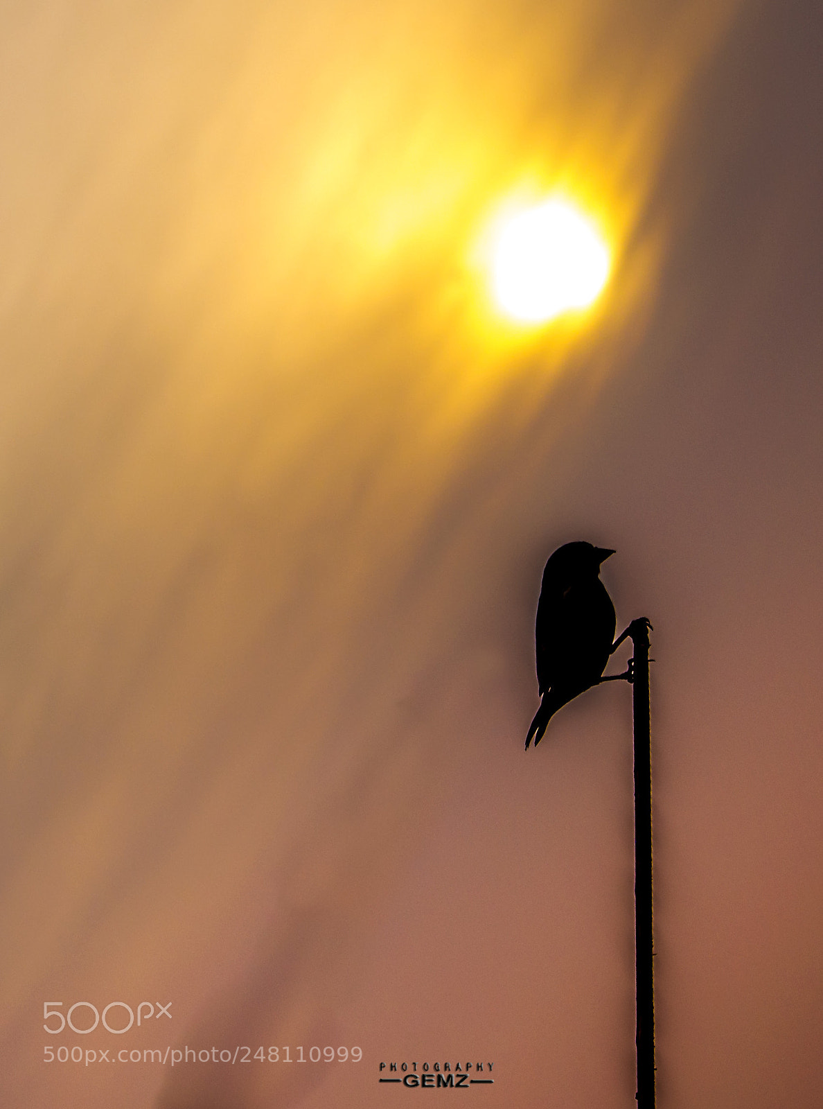 Nikon D3100 sample photo. Up photography