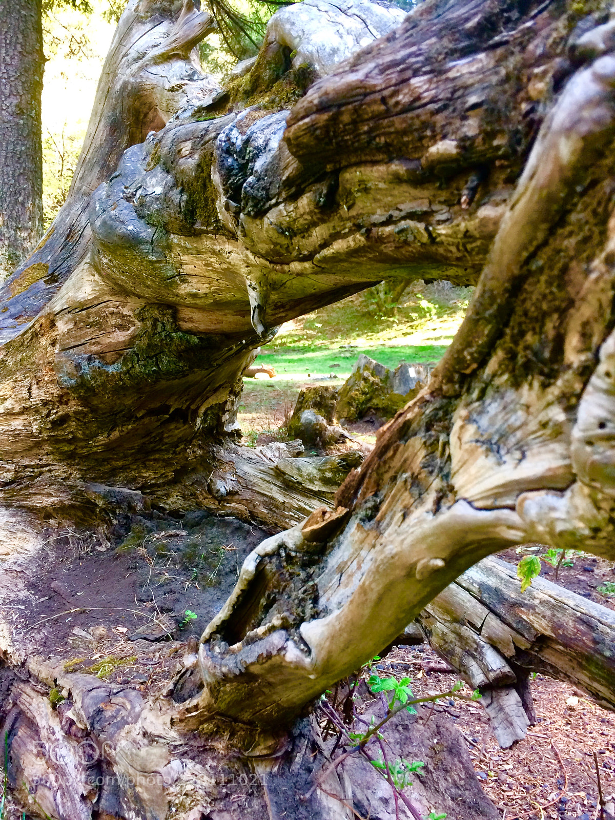 Apple iPhone 5s sample photo. Inpermanencia photography