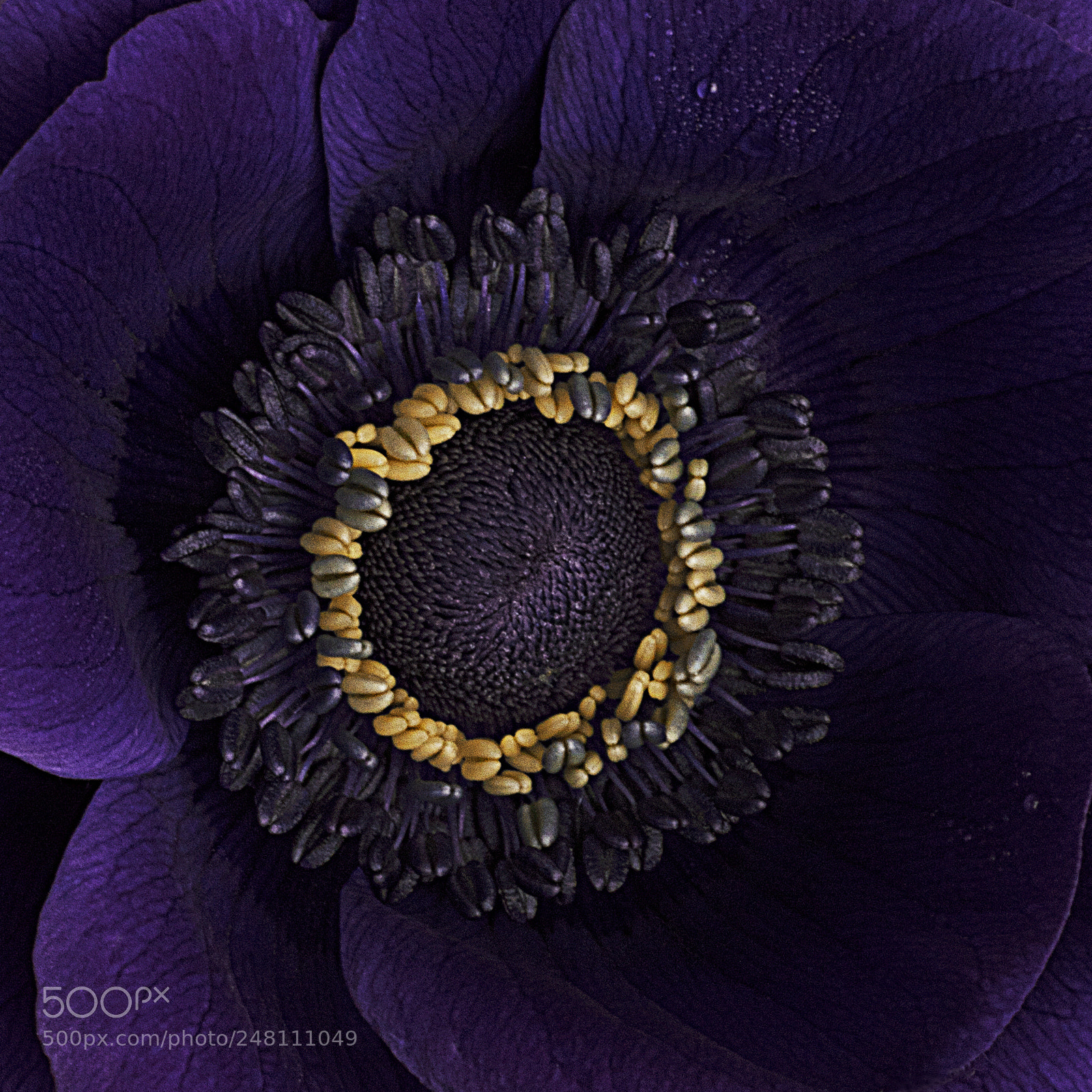 Nikon D810 sample photo. Purple anemone 2 photography