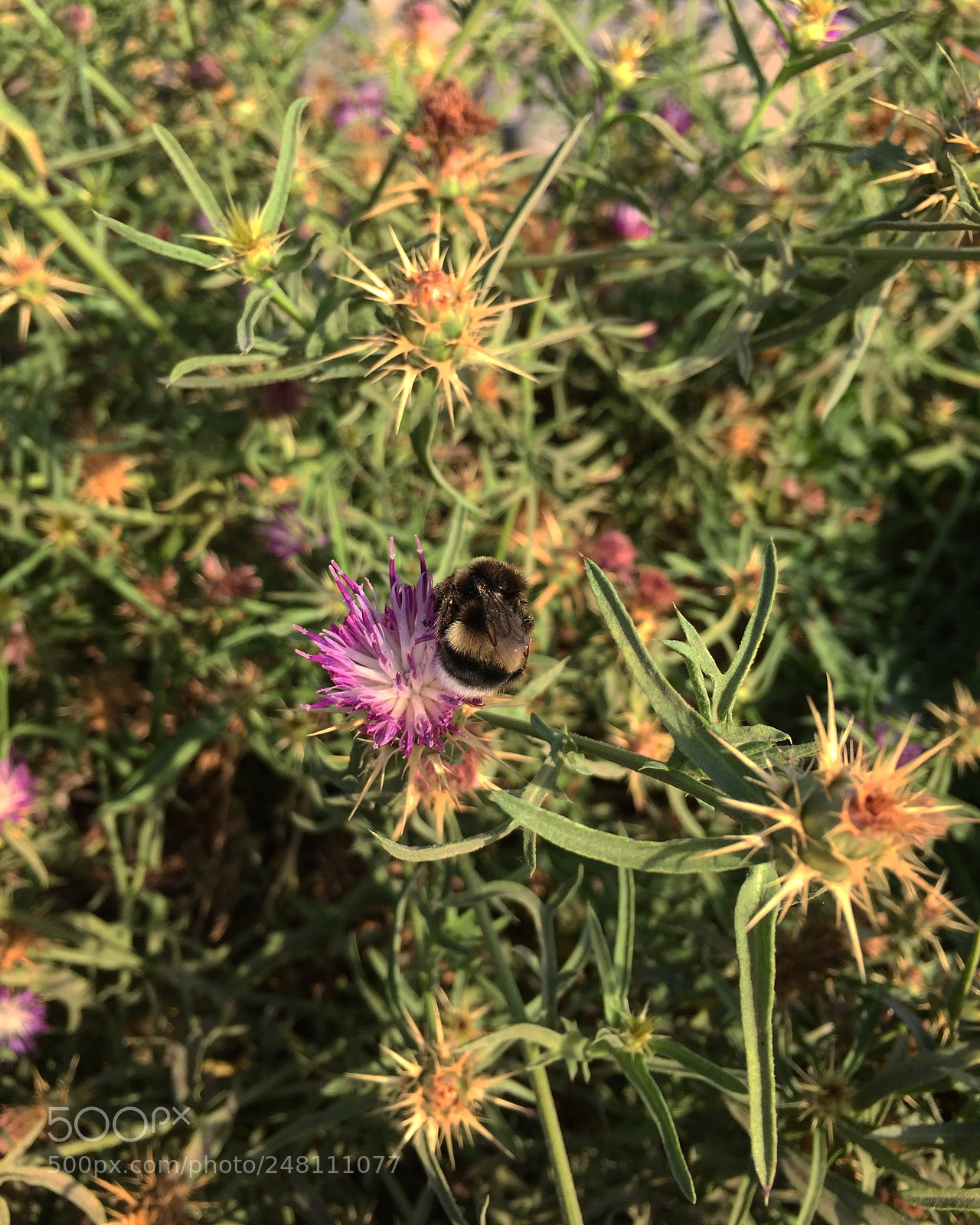 Apple iPhone 6 sample photo. ? photography
