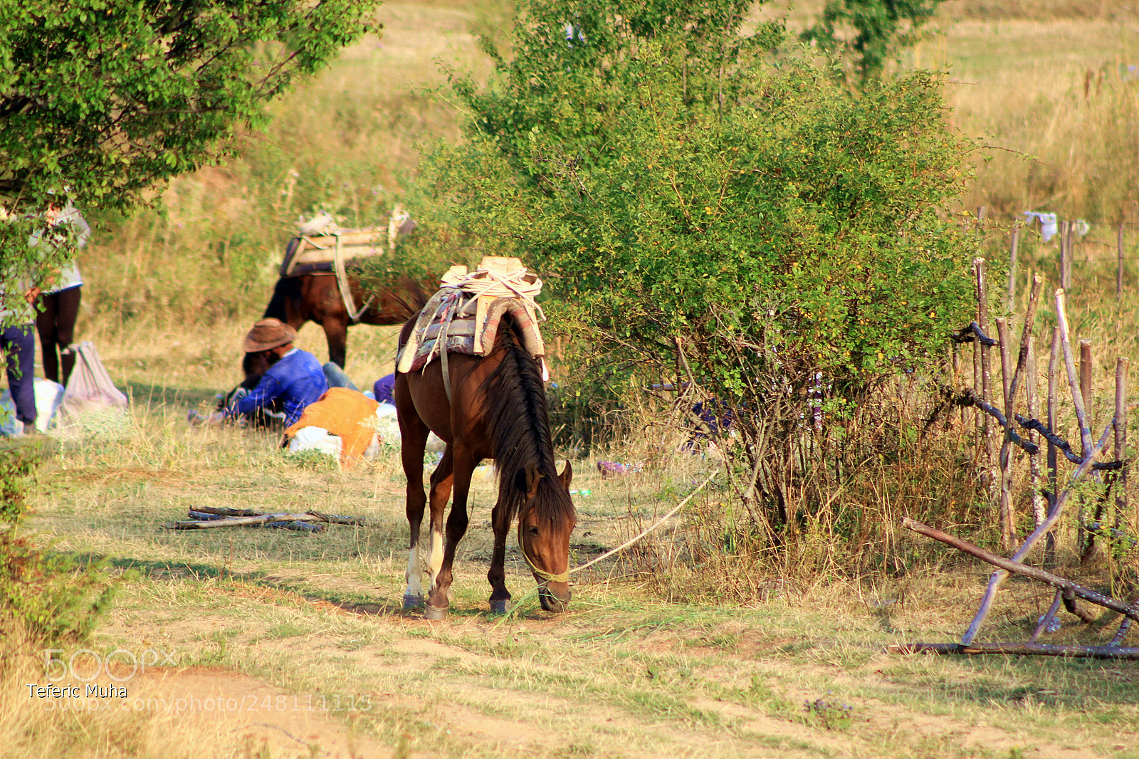 Canon EOS 500D (EOS Rebel T1i / EOS Kiss X3) sample photo. During the holidays, horses photography