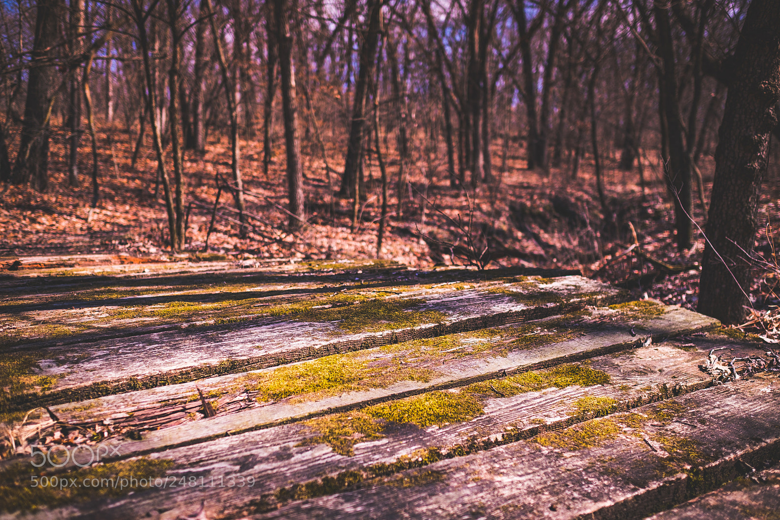 Fujifilm X-Pro2 sample photo. Mossy bridge photography
