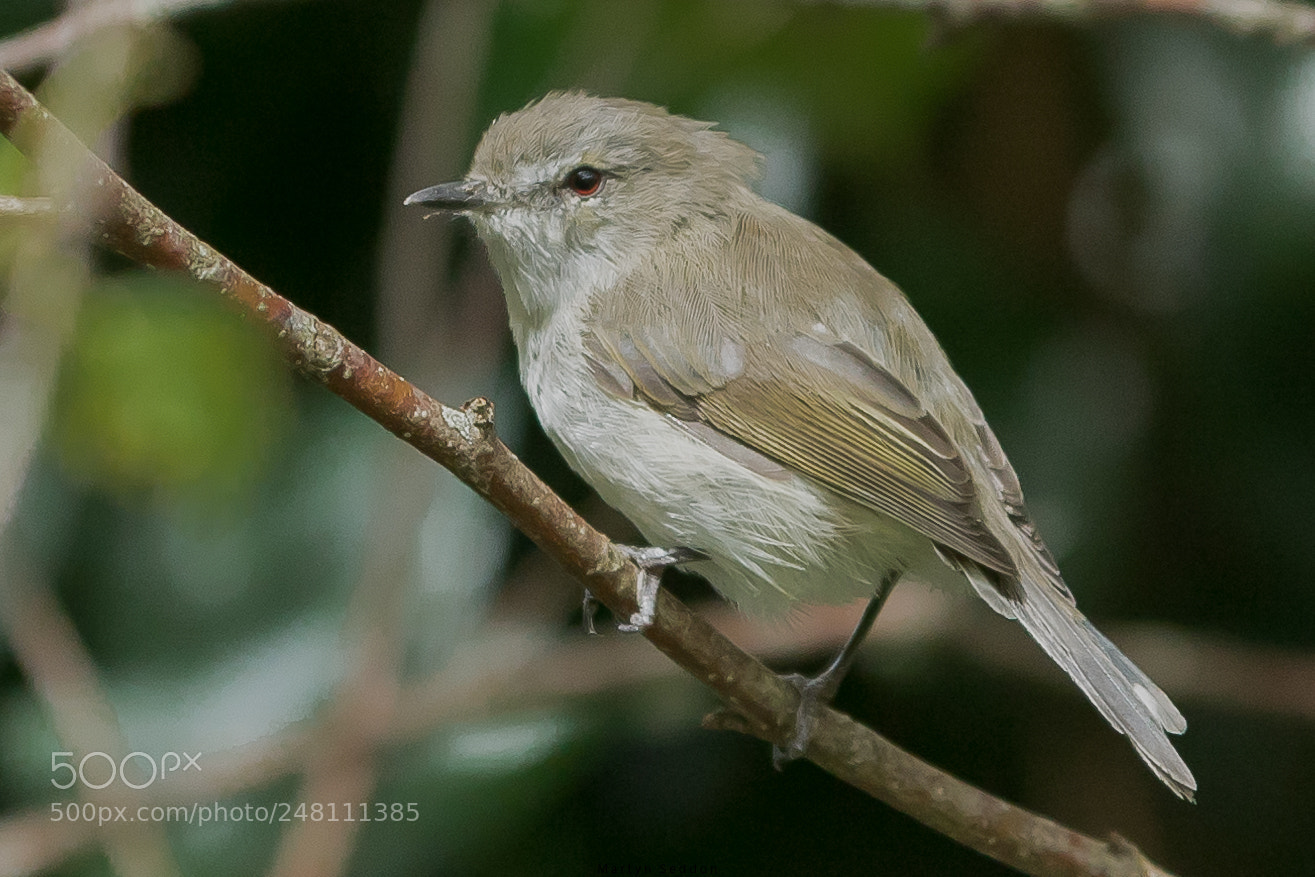 Canon EOS 7D Mark II sample photo. Grey warbler photography