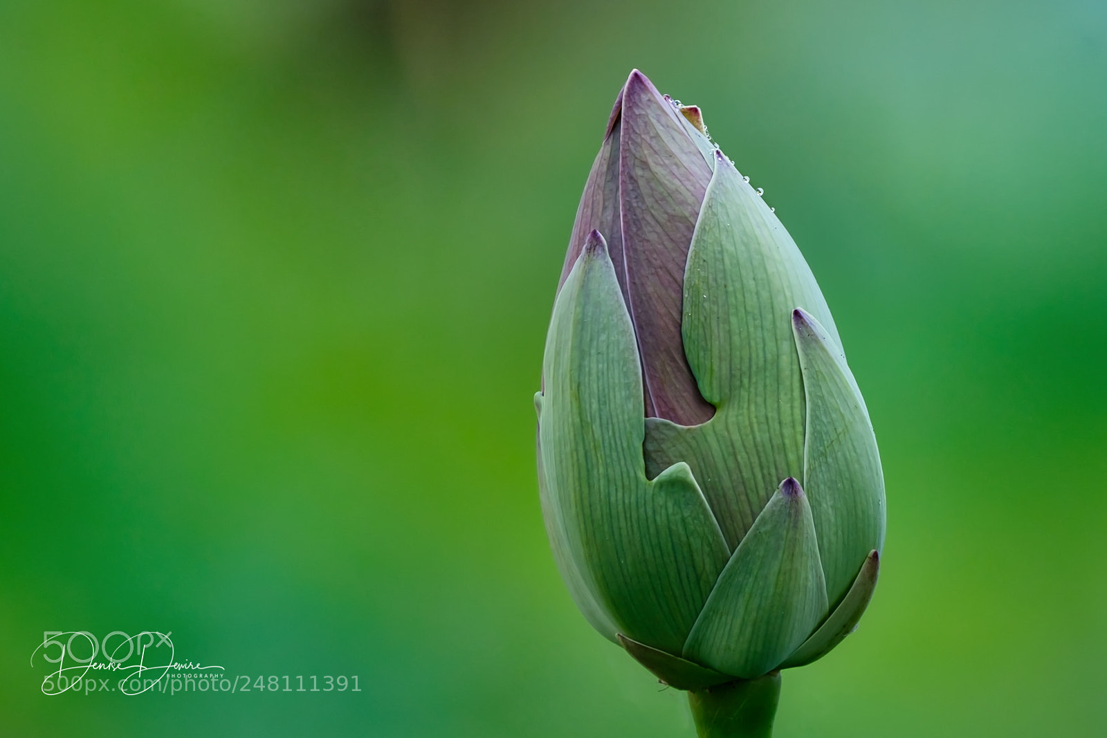 Fujifilm X-T2 sample photo. Lotus bud photography
