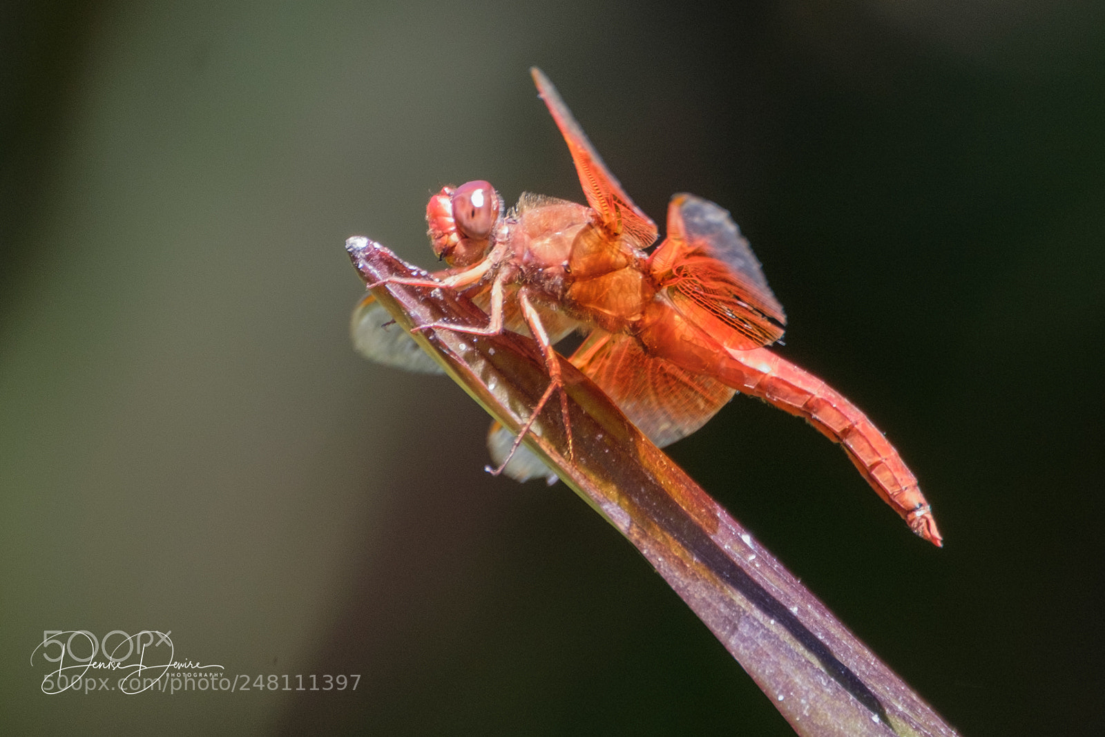 Fujifilm X-T2 sample photo. Dragonfly ~ orange photography