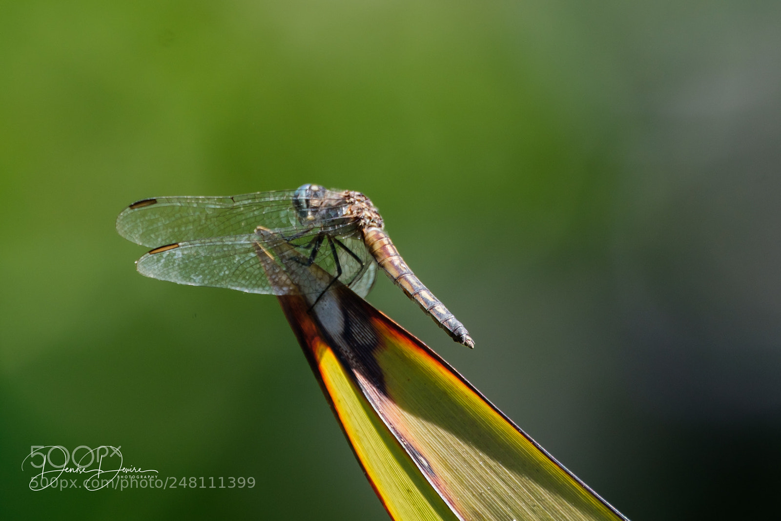 Fujifilm X-T2 sample photo. Dragonfly ~ blue photography