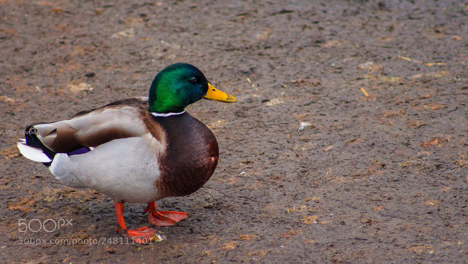 Canon EOS 700D (EOS Rebel T5i / EOS Kiss X7i) sample photo. Male mallard photography