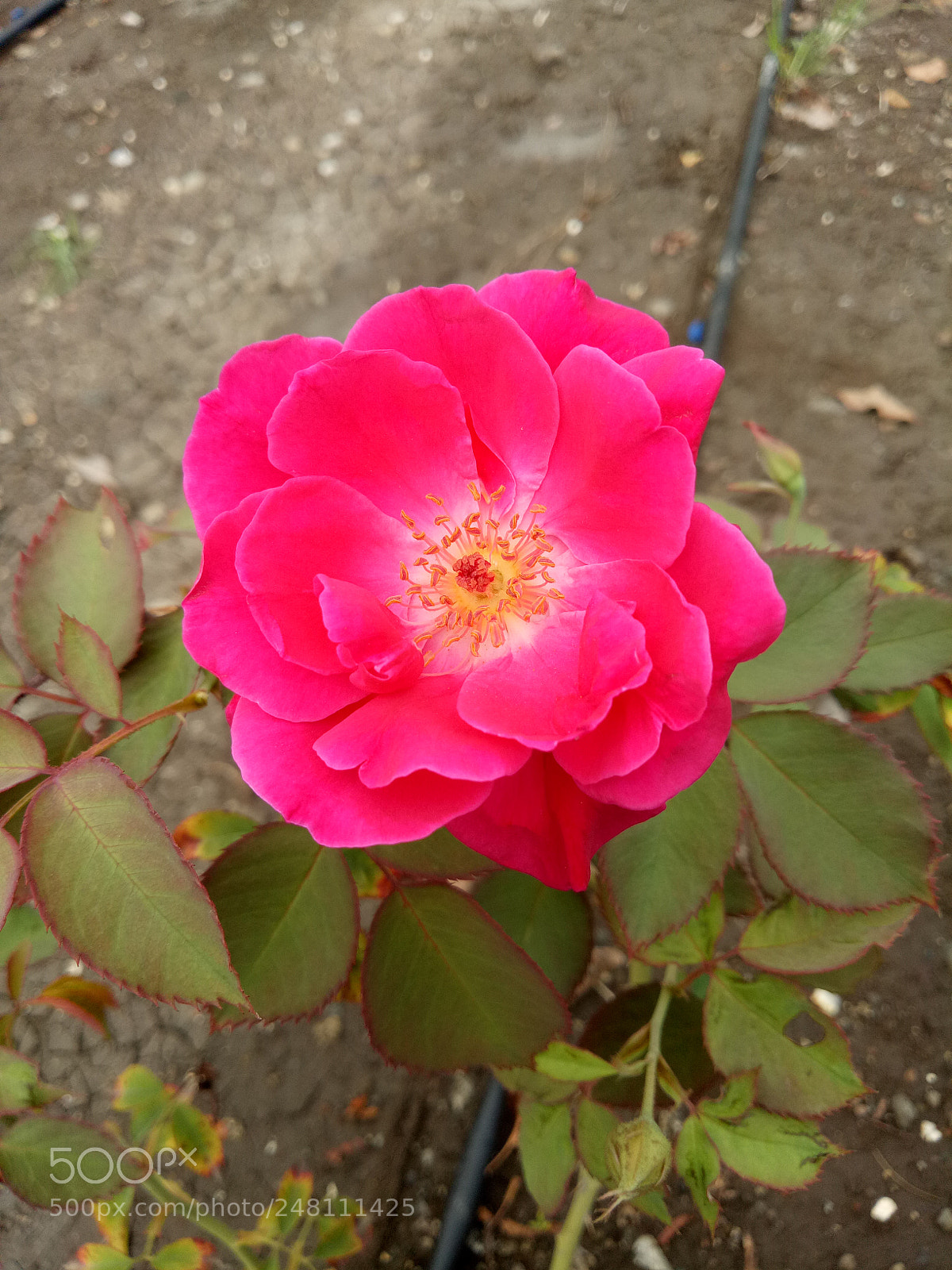 OPPO A1601 sample photo. Flower photography