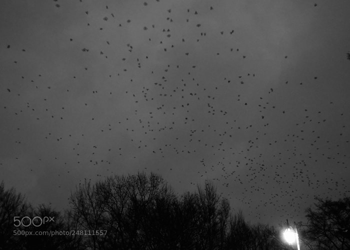 Olympus OM-D E-M1 sample photo. Crow photography