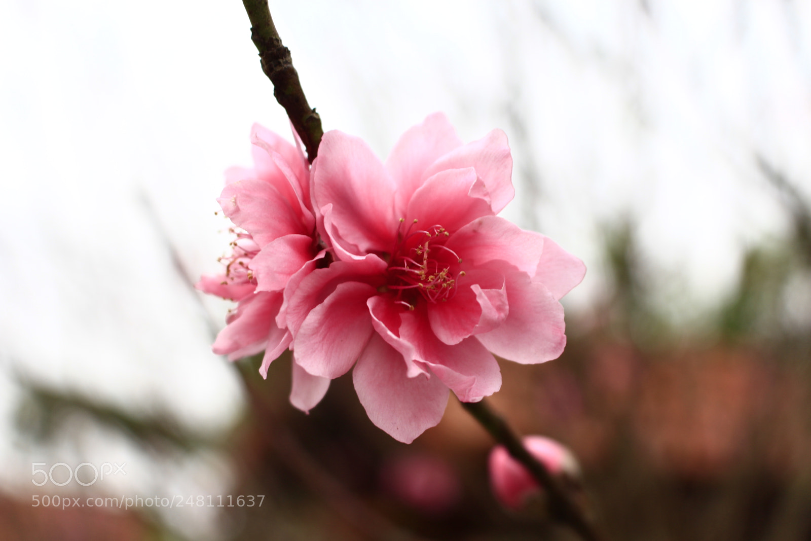Canon EOS 700D (EOS Rebel T5i / EOS Kiss X7i) sample photo. Mg photography