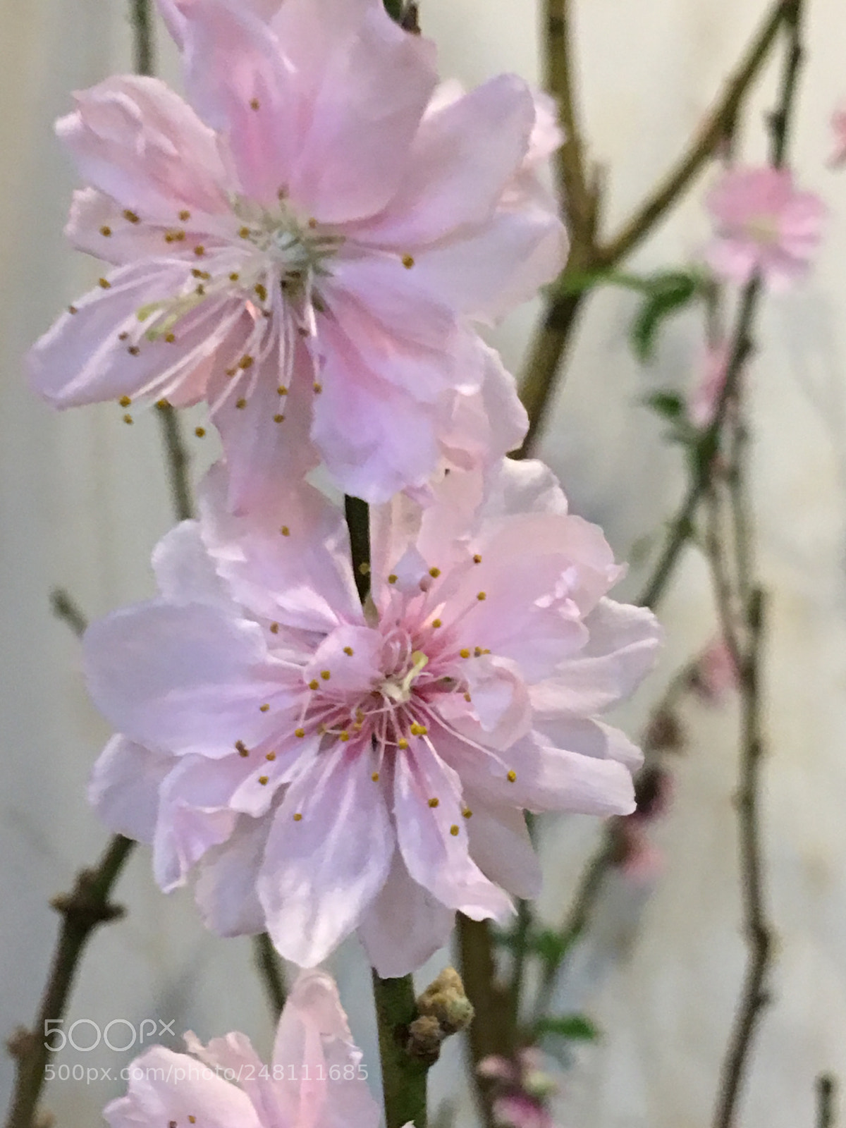 Apple iPhone 6s Plus sample photo. Untitled photography