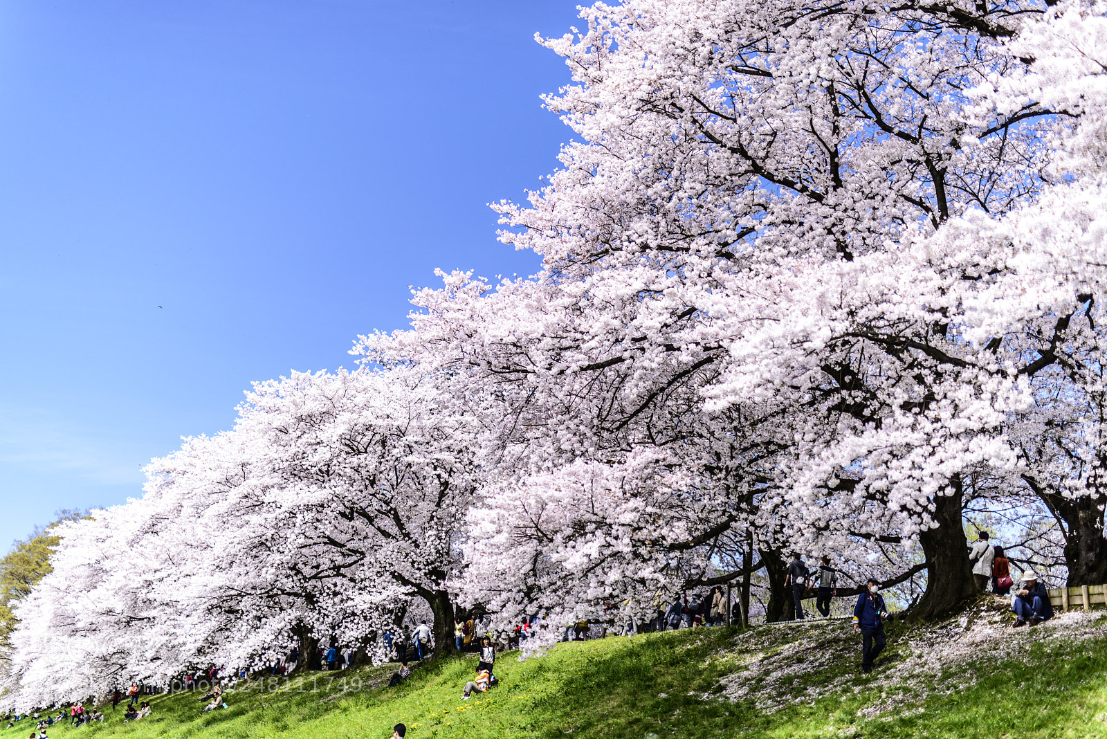 Nikon D800 sample photo. Spring sakura photography