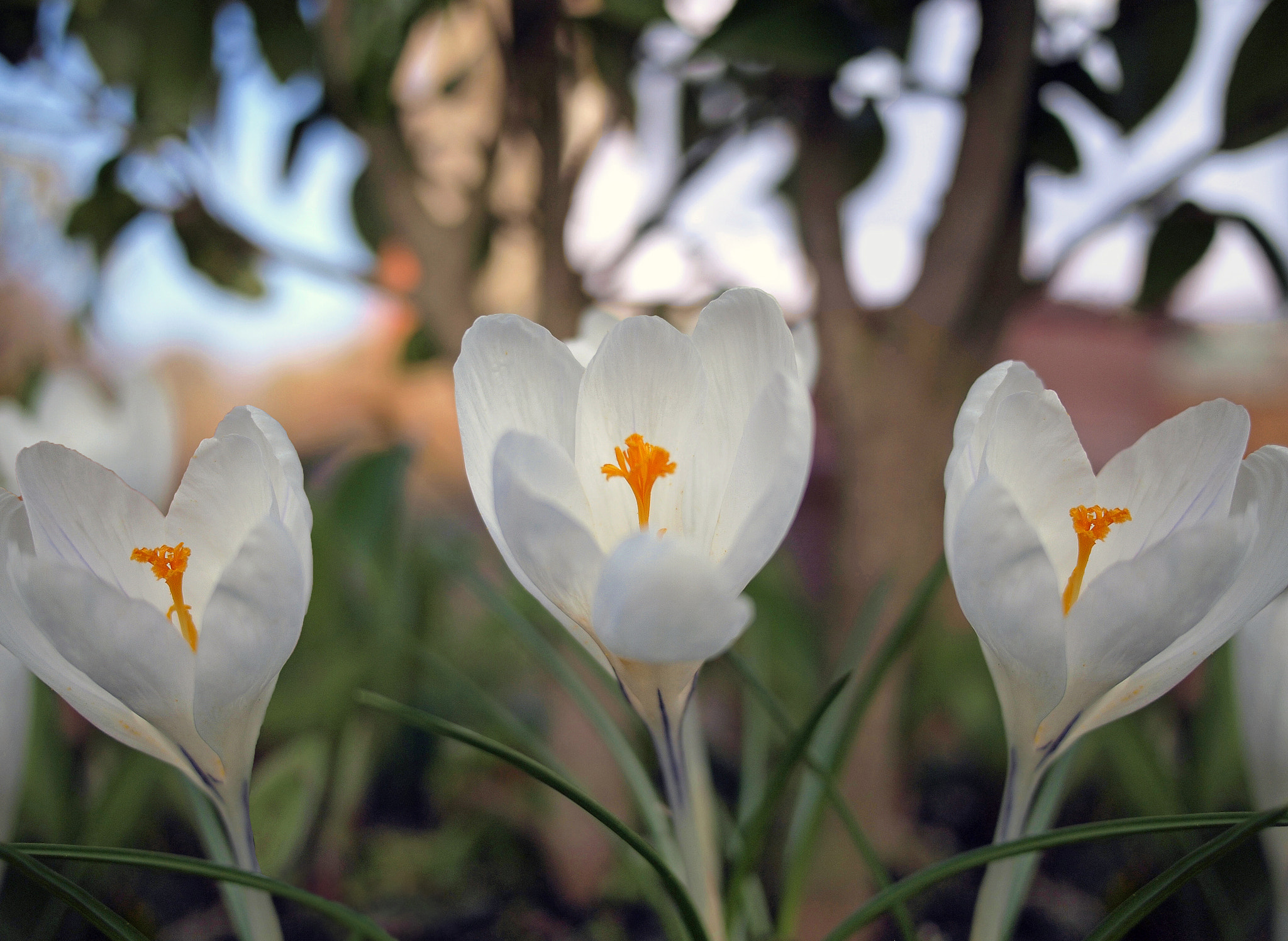 Olympus PEN E-P1 sample photo. March of the croci photography
