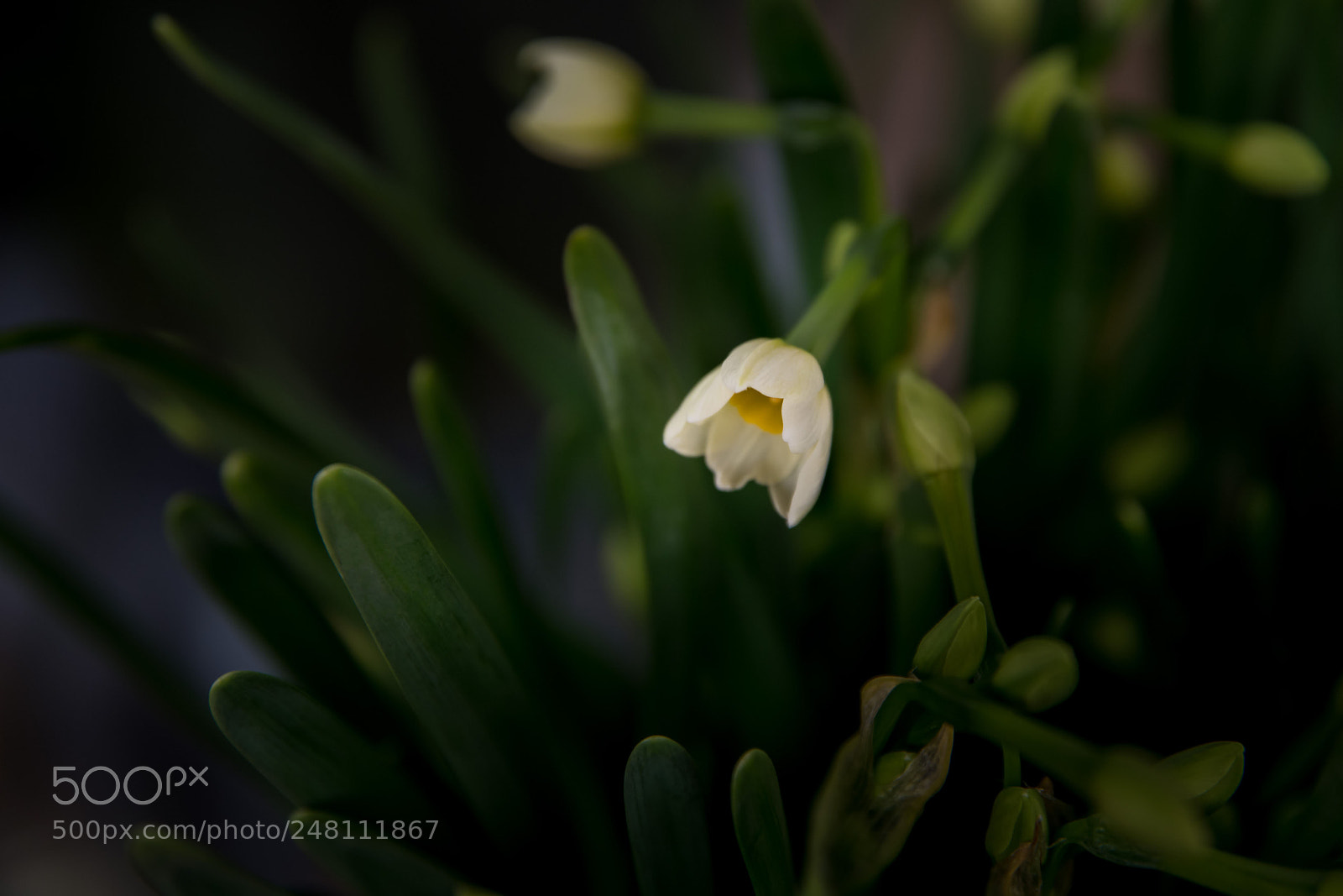 Nikon D850 sample photo. Narcissu photography