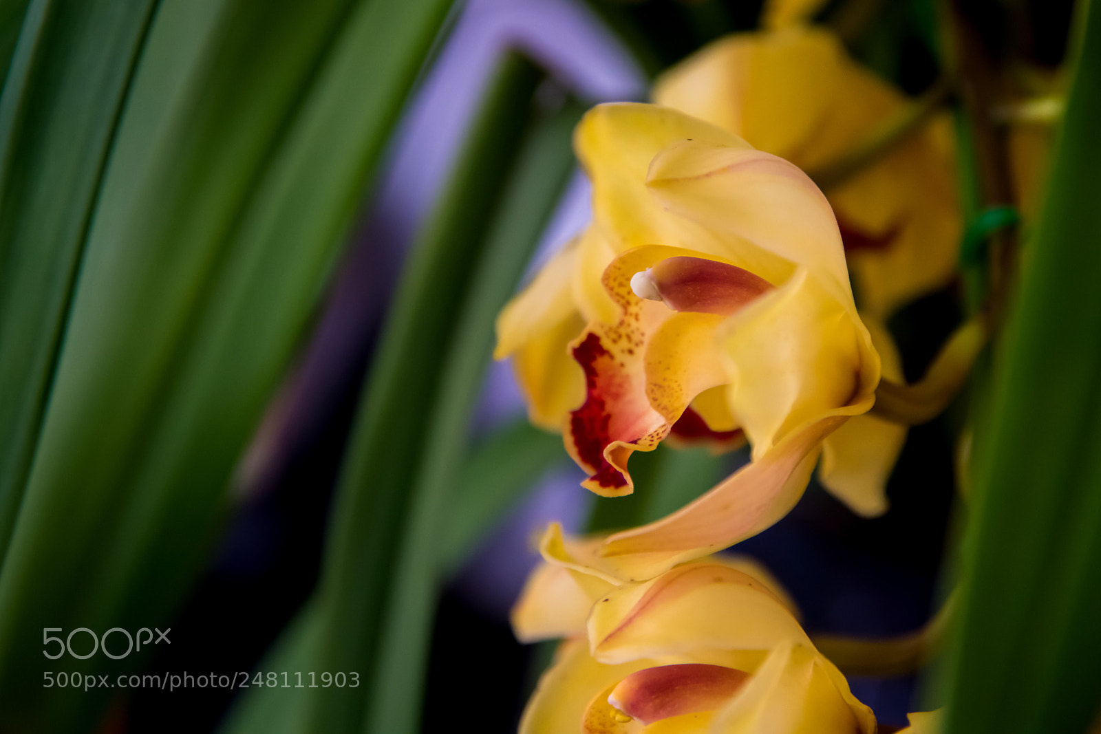 Nikon D850 sample photo. Orchid photography