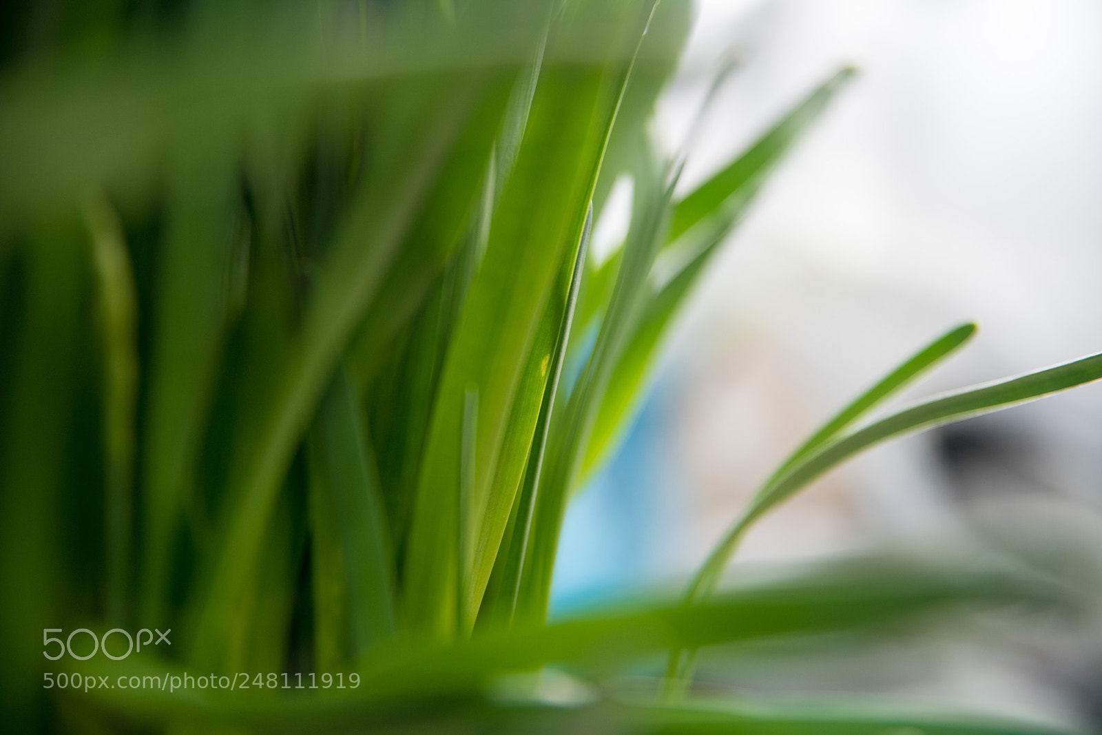 Nikon D850 sample photo. Narcissu photography