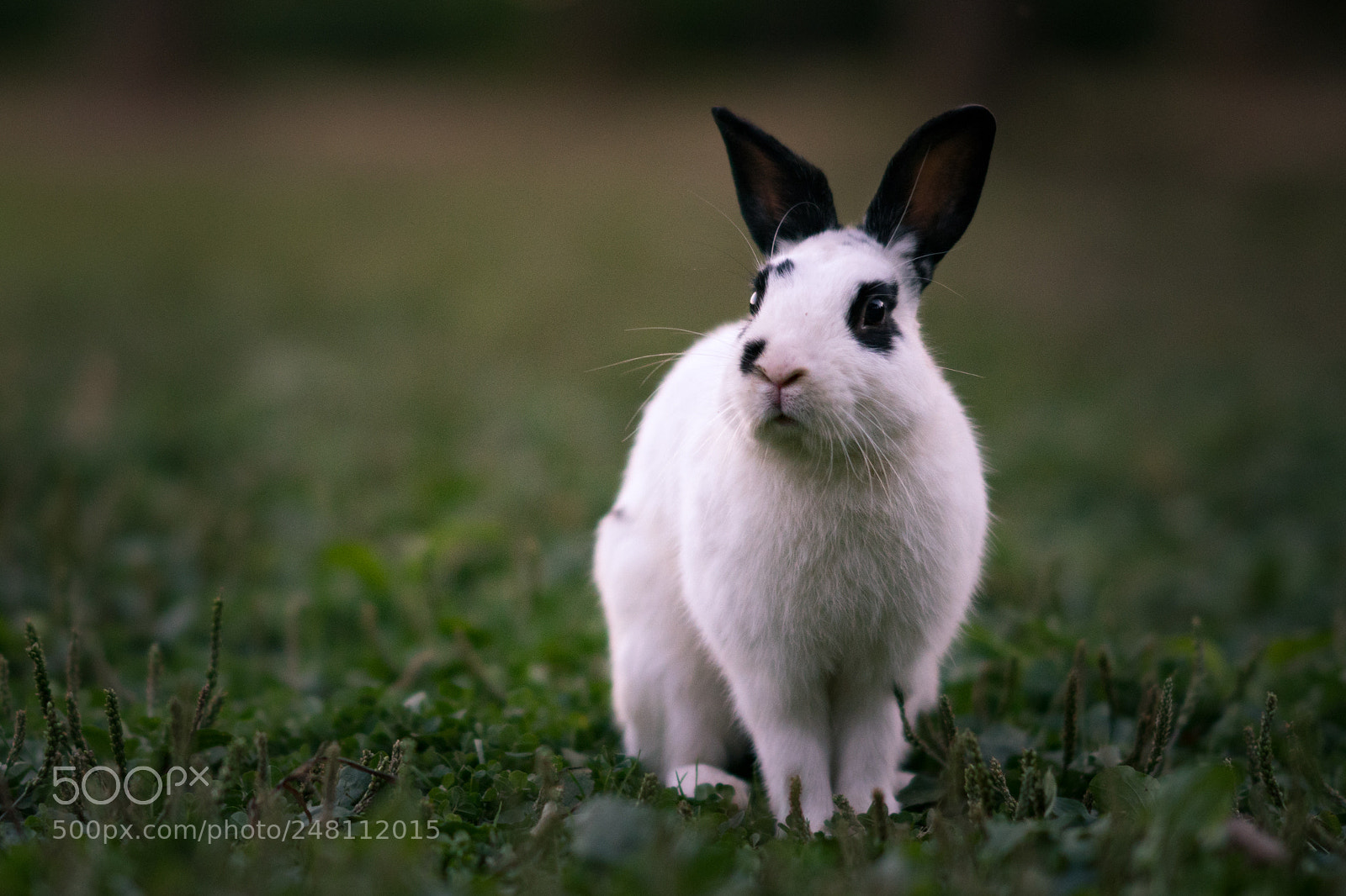 Sony a6300 sample photo. Park rabbit photography