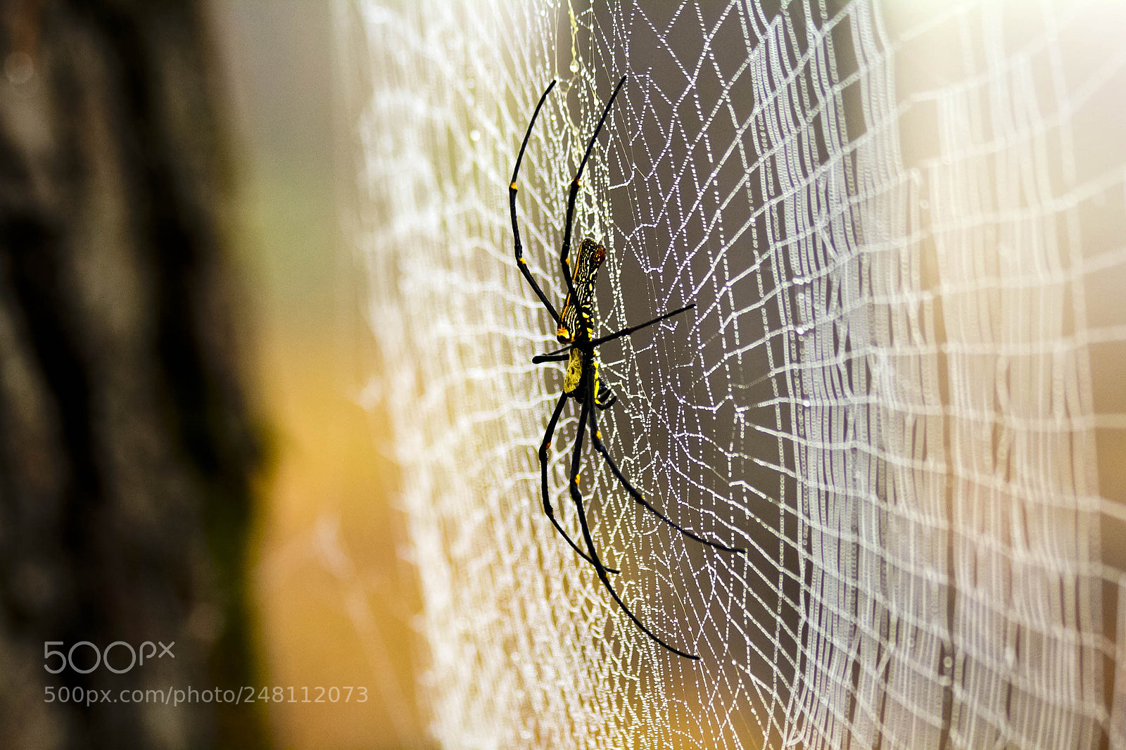 Canon EOS 60D sample photo. Spider home photography