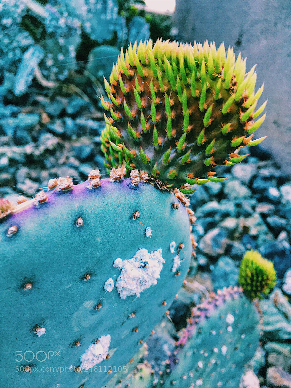 Apple iPhone SE sample photo. Tempe az | cactus photography