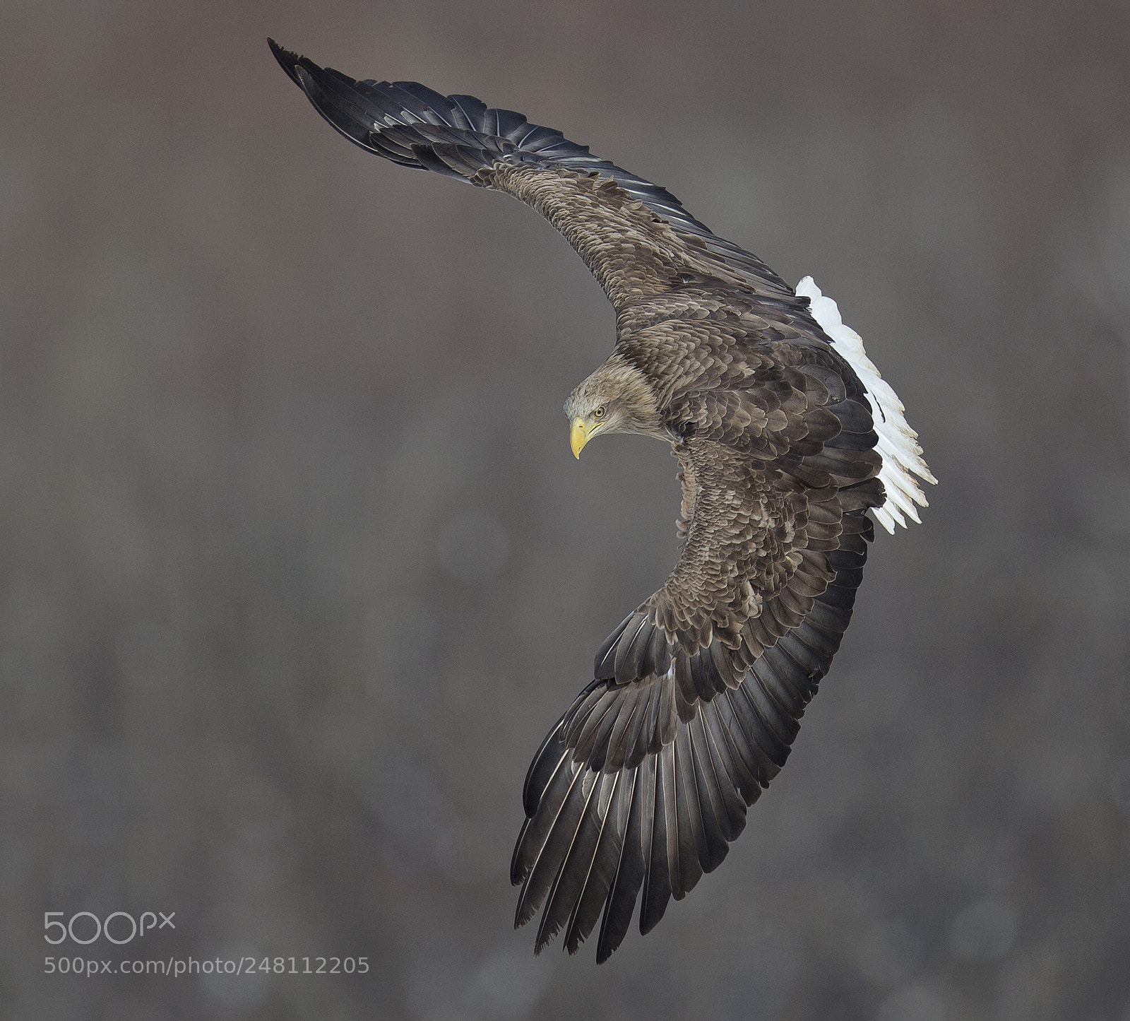 Canon EOS-1D X sample photo. Eagle photography