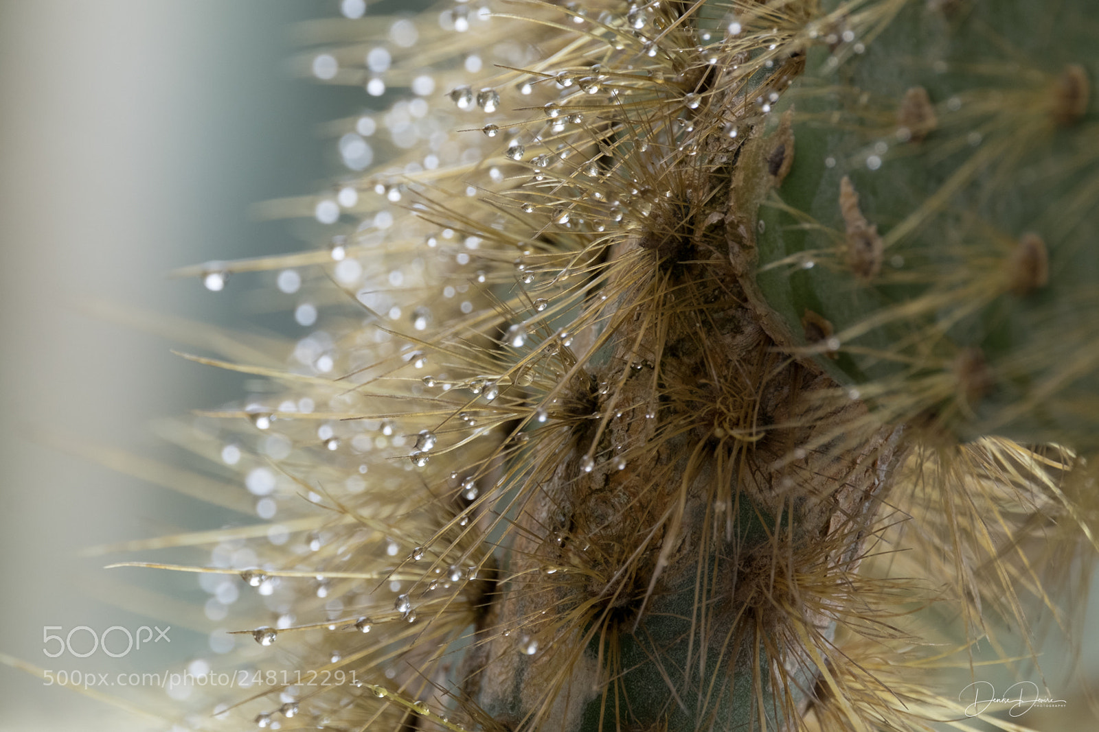 Fujifilm X-T1 sample photo. Water drops on cactus photography