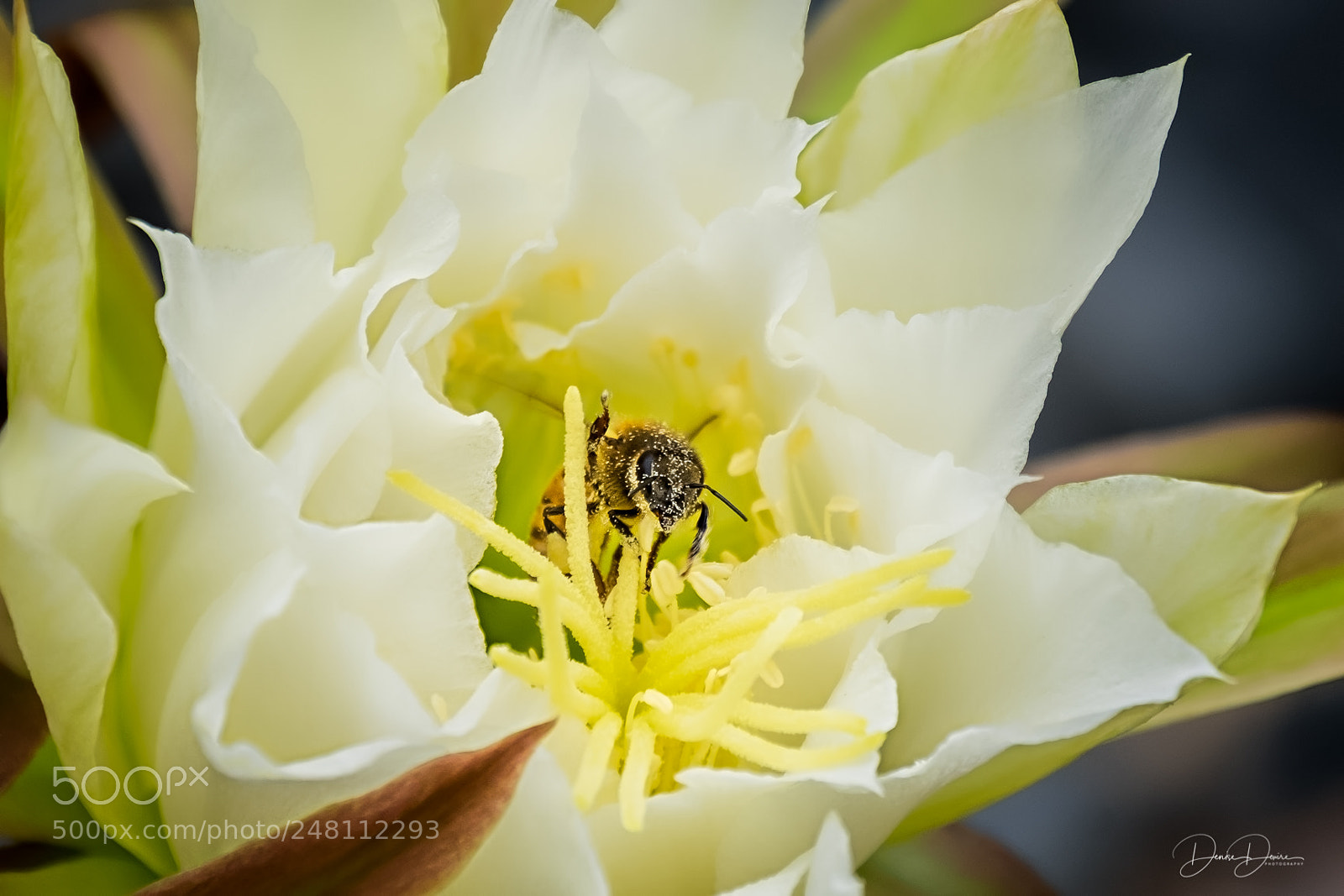 Fujifilm X-T1 sample photo. Pollinator photography