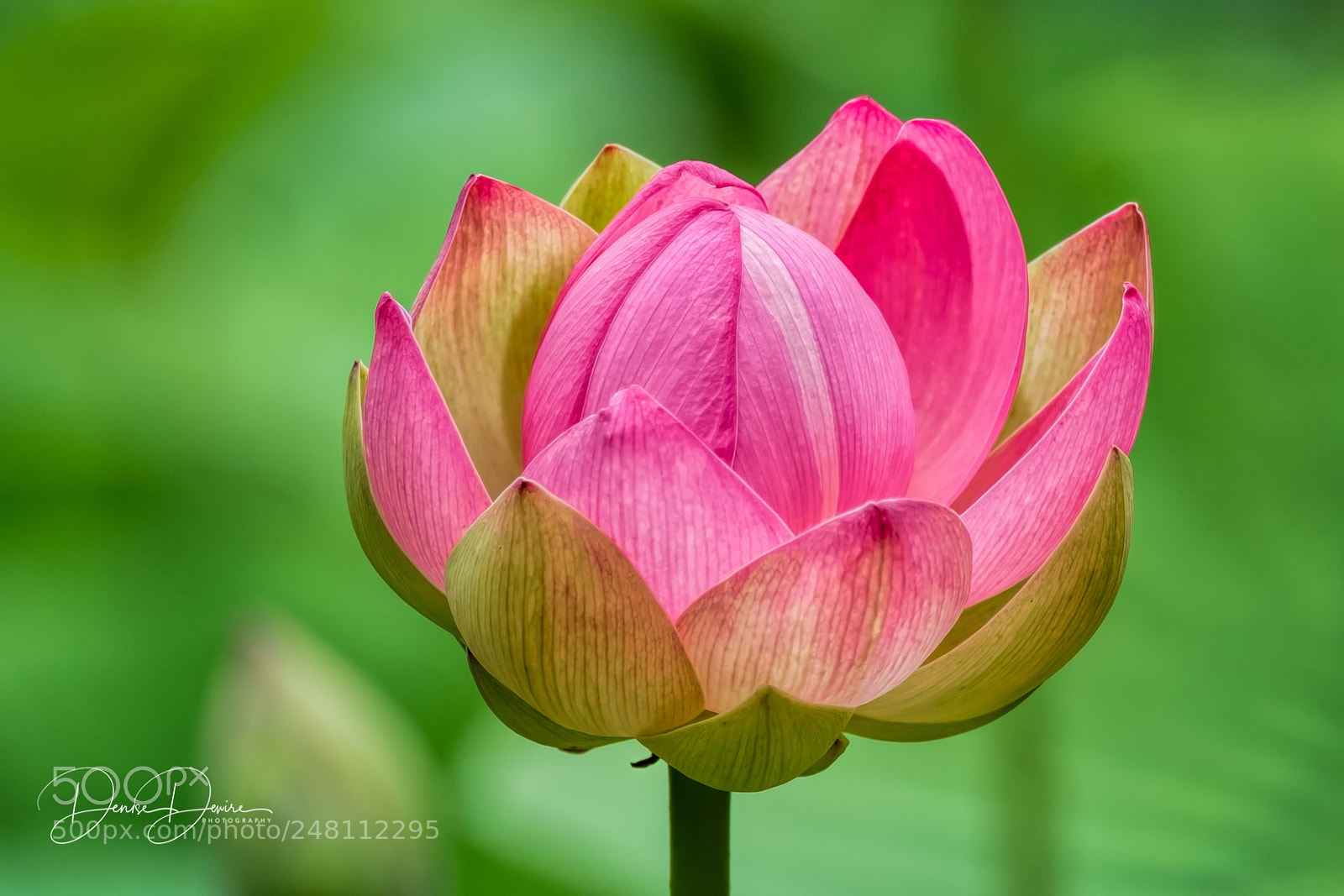 Fujifilm X-T1 sample photo. Lotus flower photography