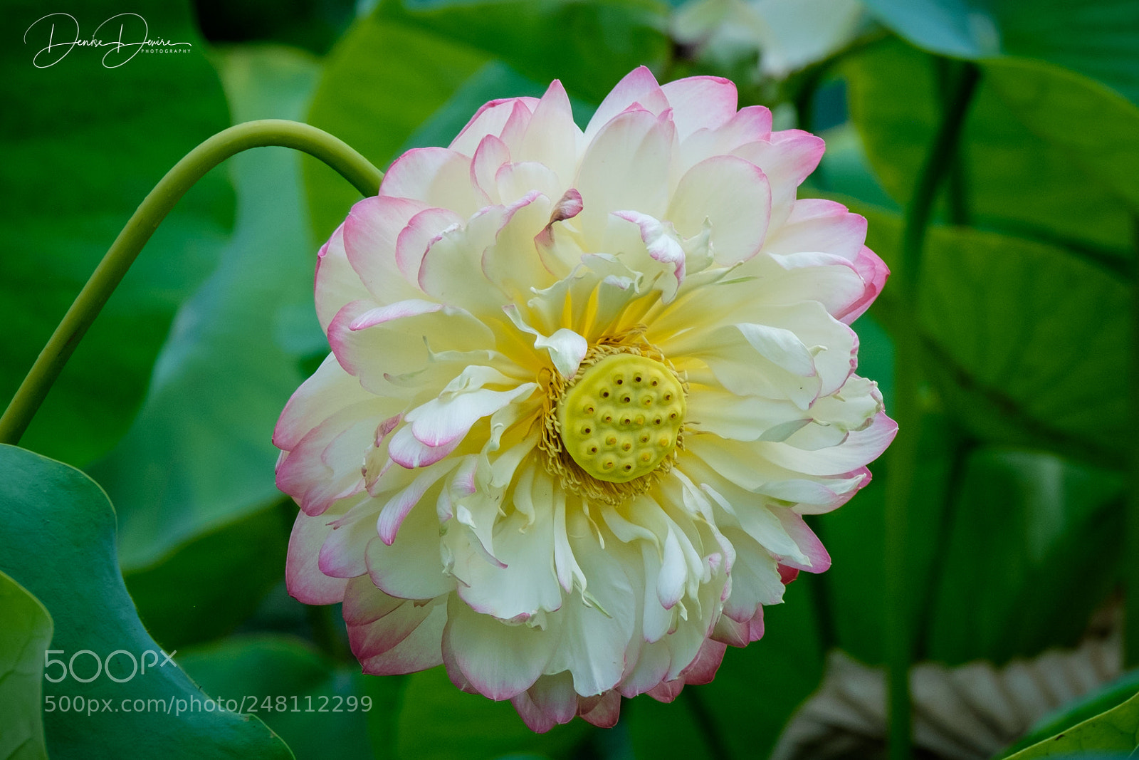 Fujifilm X-T1 sample photo. Yellow center photography