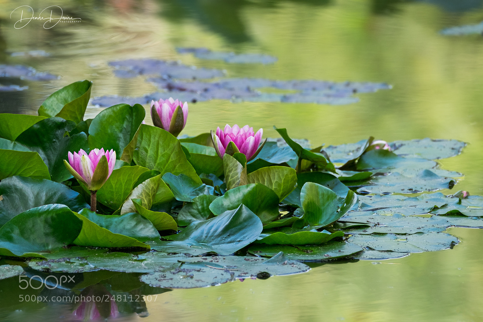 Fujifilm X-T1 sample photo. Water lilies photography