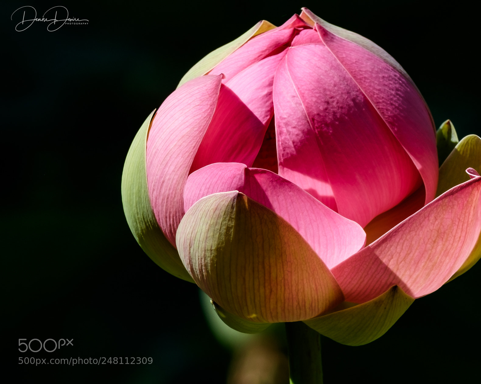Fujifilm X-T1 sample photo. Light on the lotus photography