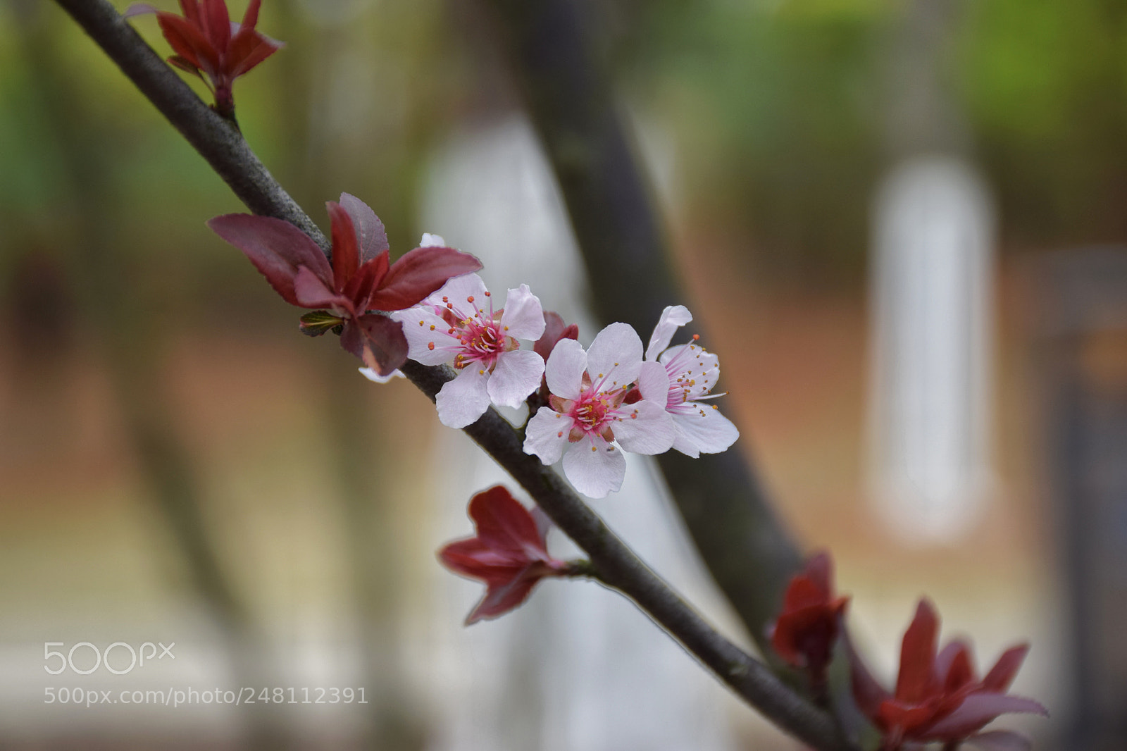 Nikon D5300 sample photo. Peach blossom??? photography