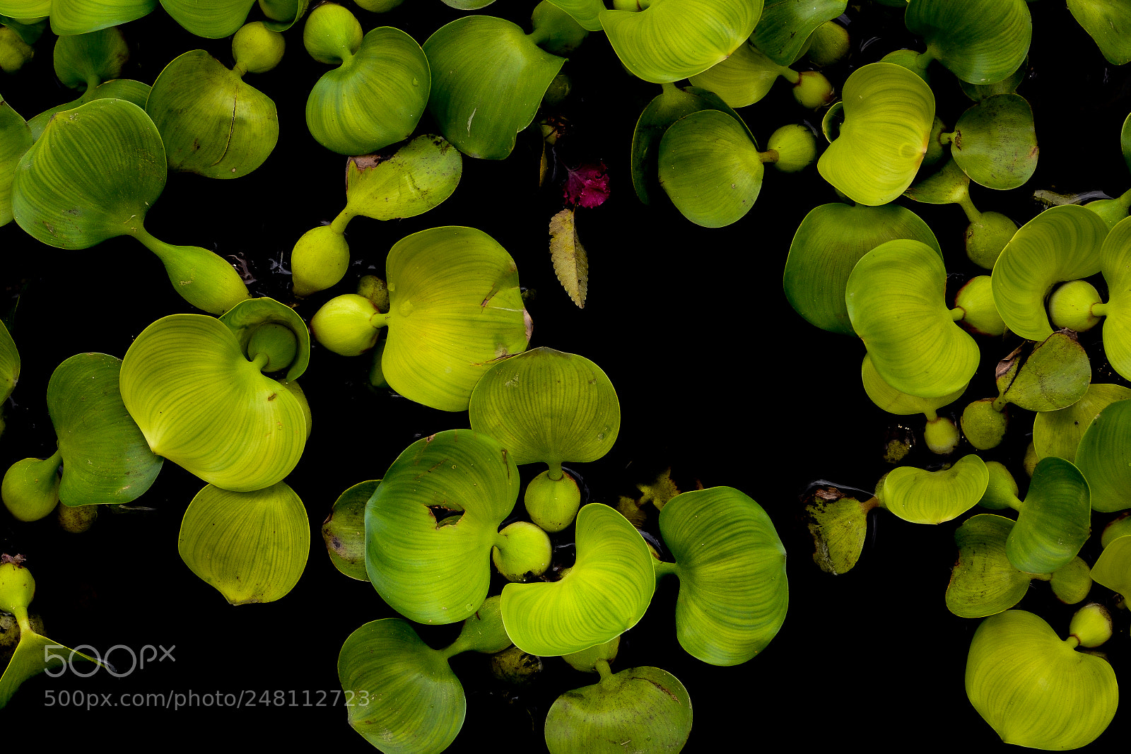 Nikon D3100 sample photo. Greens on black photography