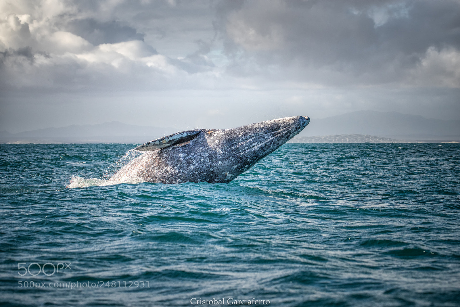 Pentax K-1 sample photo. Gray whale dancer photography