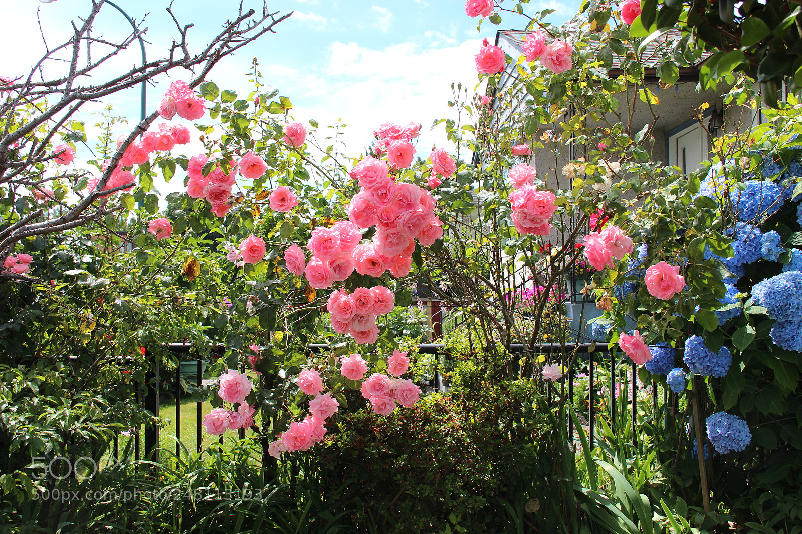 Canon EOS 650D (EOS Rebel T4i / EOS Kiss X6i) sample photo. Summer photography
