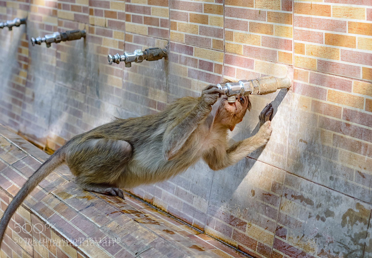 Nikon D7100 sample photo. Thirsty photography