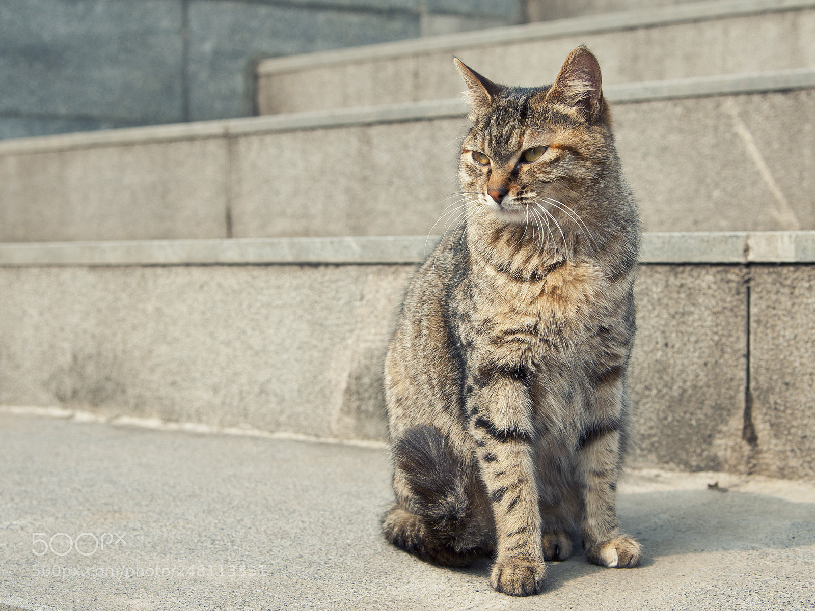 Nikon D700 sample photo. The cat photography