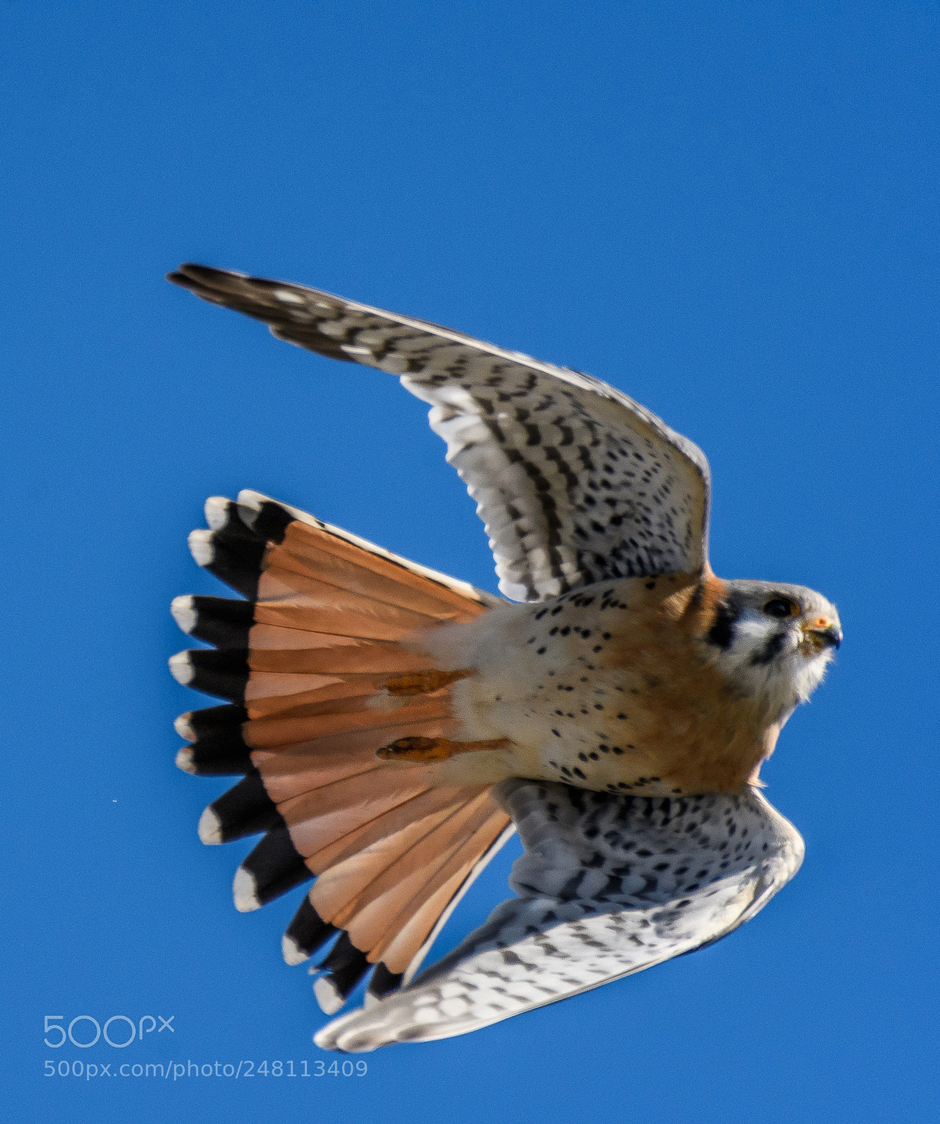 Nikon D500 sample photo. American kestrel photography